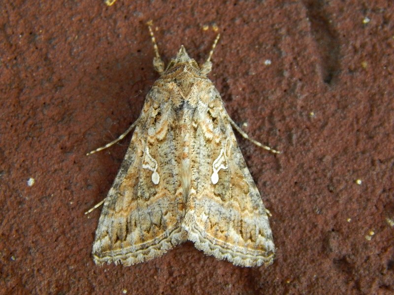 Autographa gamma ....dubbio...? Trichoplusia ni